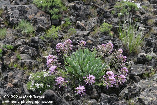 Phoenicaulis cheiranthoides