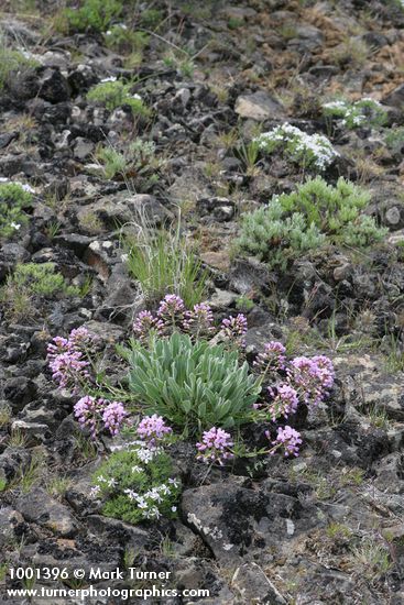 Phoenicaulis cheiranthoides