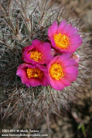 Pediocactus nigrispinus