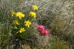 False Agoseris w/ Hedgehog Cactus