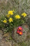 False Agoseris w/ Hedgehog Cactus
