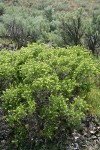 Spiny Hopsage female among Sagebrush