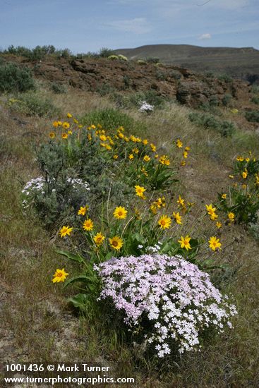 Phlox speciosa; Balsamorhiza careyana