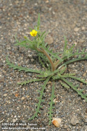 Mentzelia albicaulis