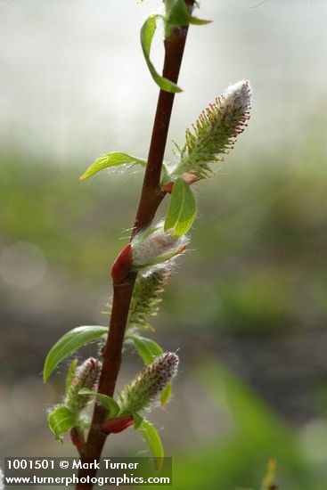 Salix prolixa