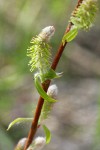 MacKenzie's Willow  female catkins & emerging foliage