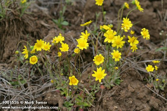 Crocidium multicaule
