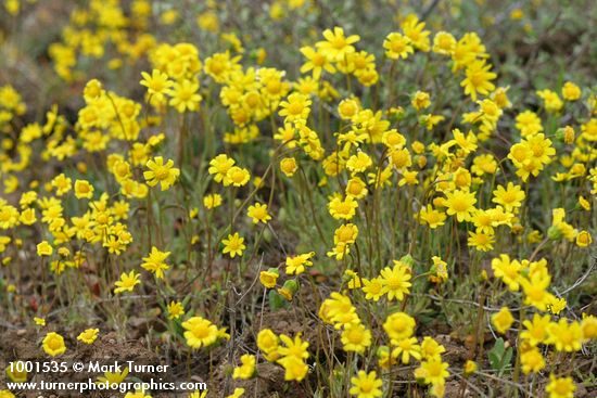 Crocidium multicaule