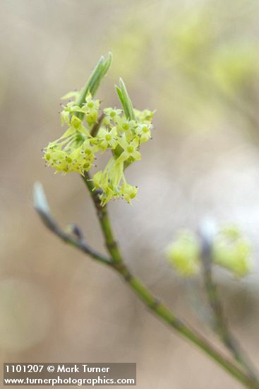 Cornus sessilis