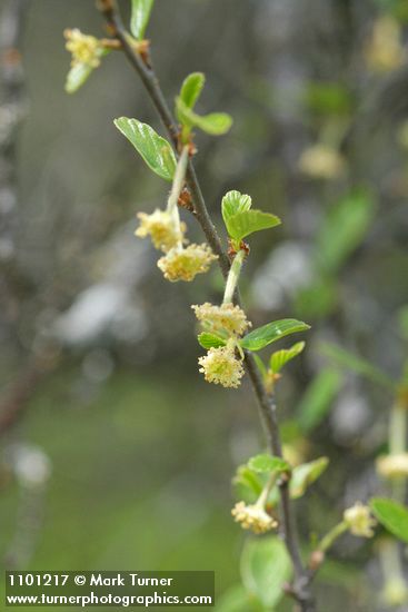 Cercocarpus betuloides (Cercocarpus montanus)