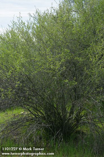 Cercocarpus betuloides (Cercocarpus montanus)