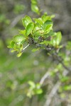BIrchleaf Mountain Mahogany new foliage detail
