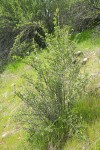 BIrchleaf Mountain Mahogany