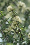 Buckbrush blossoms & foliage