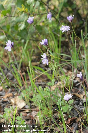 Dichelostemma capitatum