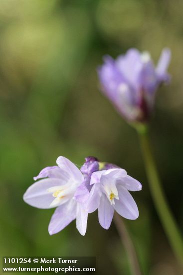 Dichelostemma capitatum