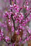 California Redbud blossoms