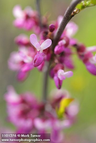 Cercis orbiculata  (C. occidentalis)