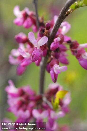 Cercis orbiculata  (C. occidentalis)