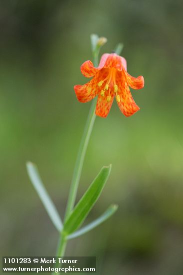 Fritillaria recurva