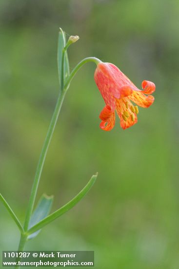 Fritillaria recurva