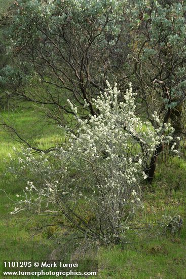 Ceanothus cuneatus