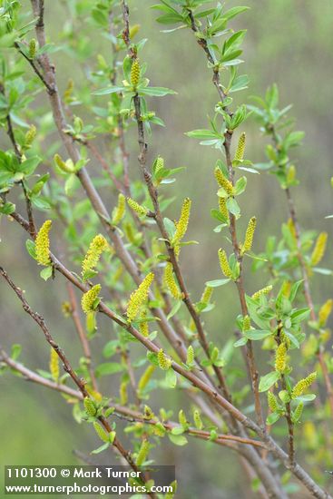 Salix laevigata