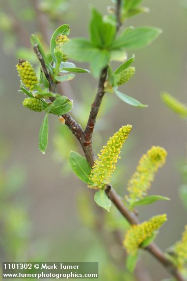 Salix laevigata