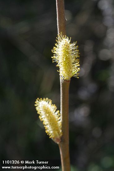 Salix breweri