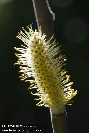 Salix breweri