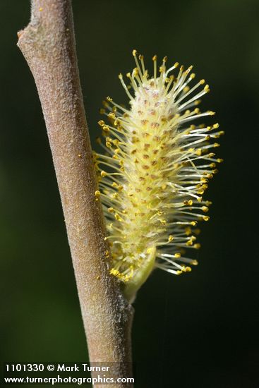 Salix breweri