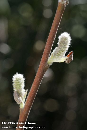 Salix breweri