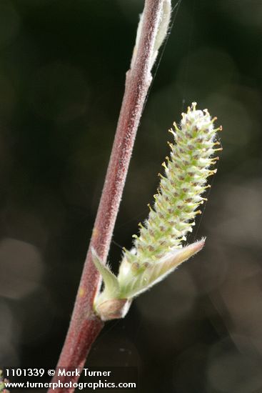 Salix breweri