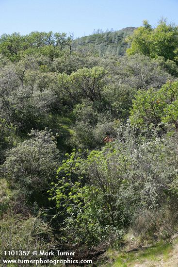 Aesculus californica; Ceanothus cuneatus; Quercus sp.; Arctostaphylos patula