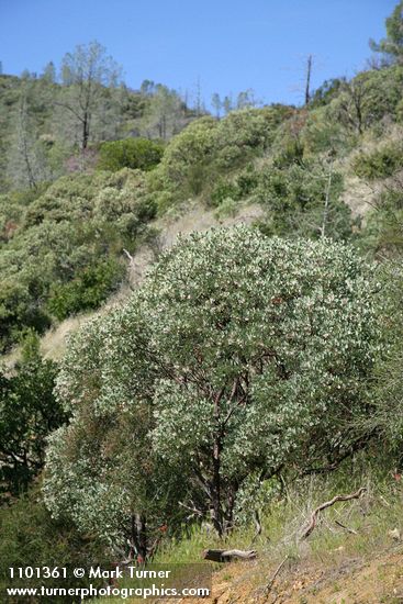 Arctostaphylos viscida