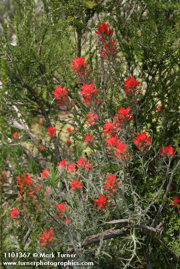 Castilleja foliolosa
