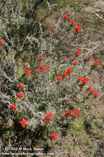 Castilleja foliolosa