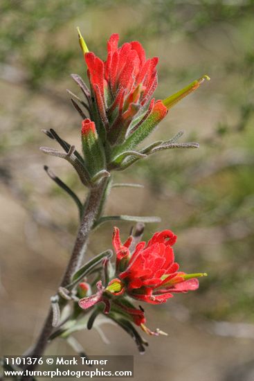Castilleja foliolosa