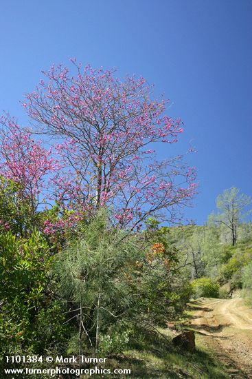 Cercis orbiculata (Cercis occidentalis)