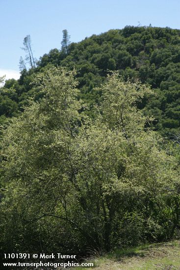 Cercocarpus montanus var. glaber (Cercocarpus betuloides)