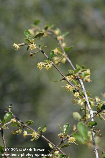 Cercocarpus montanus var. glaber (Cercocarpus betuloides)