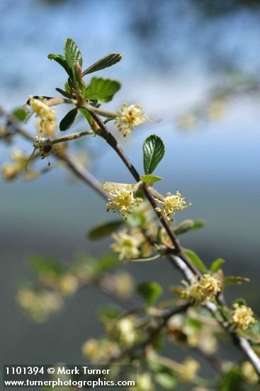 Cercocarpus montanus var. glaber (Cercocarpus betuloides)