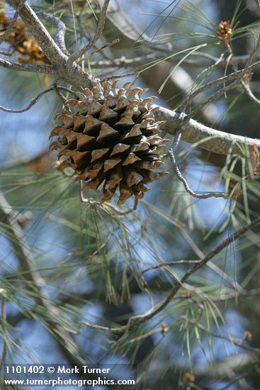 Pinus sabiniana