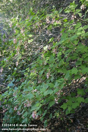 Ribes malvaceum