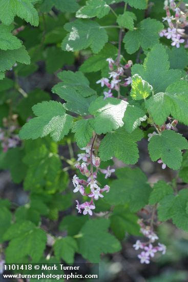Ribes malvaceum