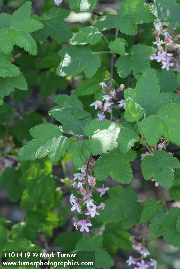 Ribes malvaceum