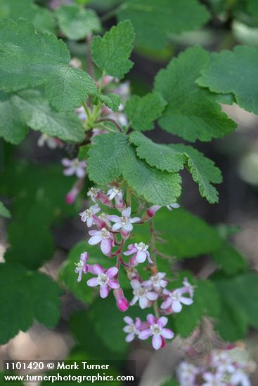Ribes malvaceum