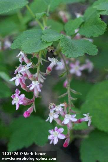 Ribes malvaceum