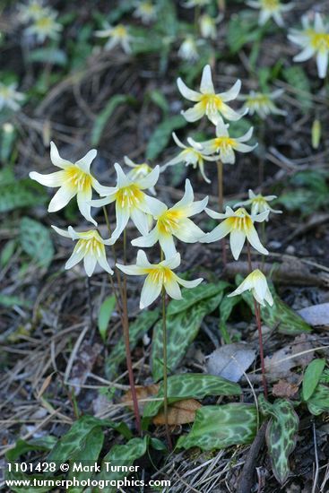 Erythronium californicum