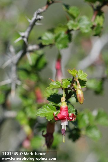 Ribes californicum